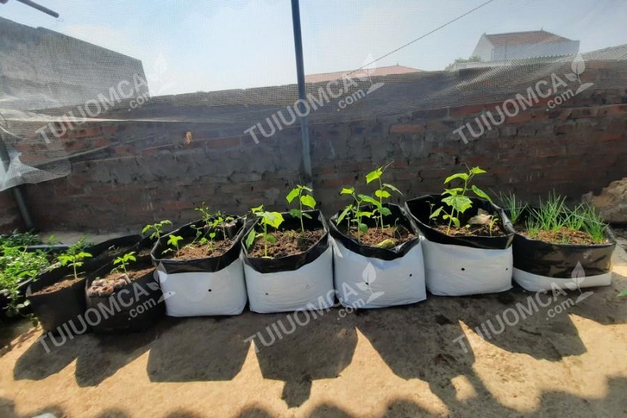 Màu sắc cơ bản của túi ươm cây ăn quả