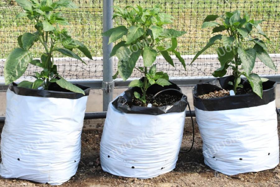 Túi trồng cà chua sản xuất theo tiêu chuẩn châu Âu