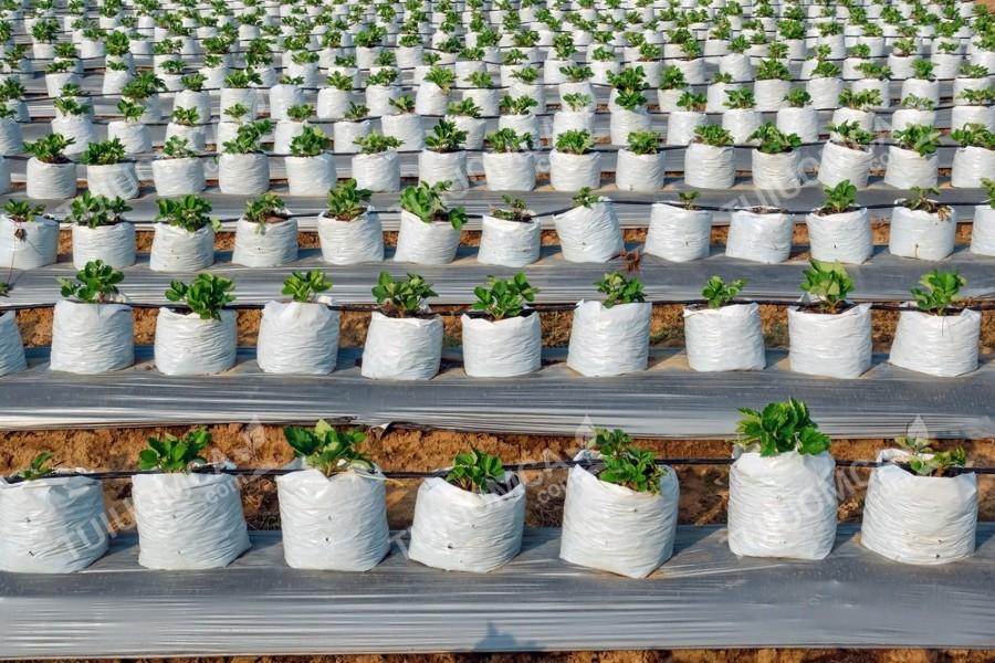 Túi trồng cà chua sử dụng phổ biến hiện nay