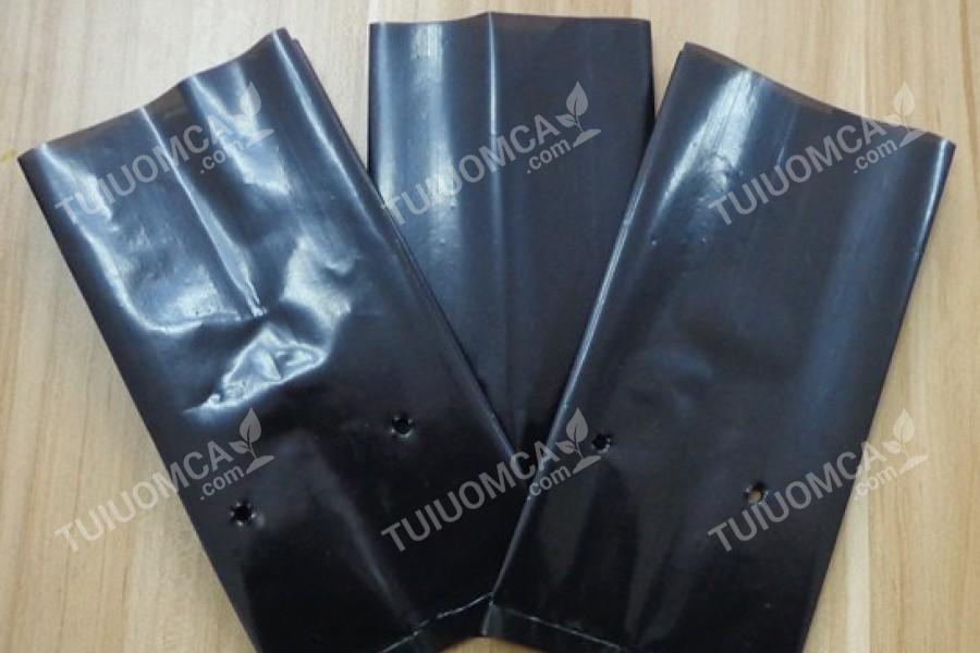 Túi ươm cây ăn quả sản xuất với chất lượng cao
