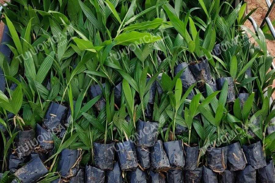 Thiết kế của túi ươm cây giống ăn quả