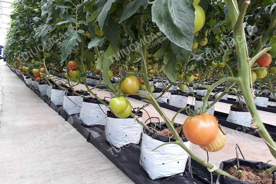 Túi trồng cây 2 da giúp tiết kiệm diện tích, giúp cây sinh trưởng tốt