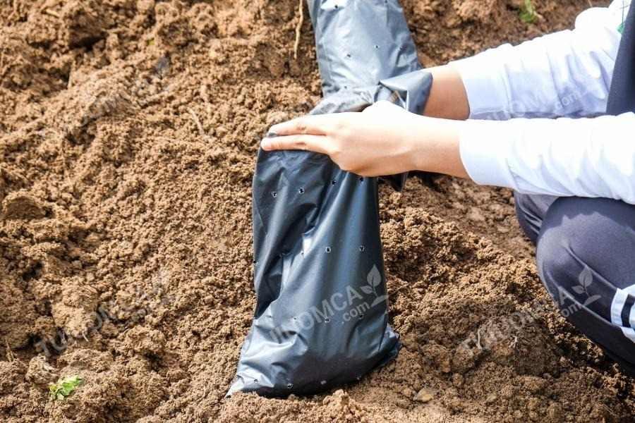 Túi ươm cây ăn quả chắc chắn, dẻo dai