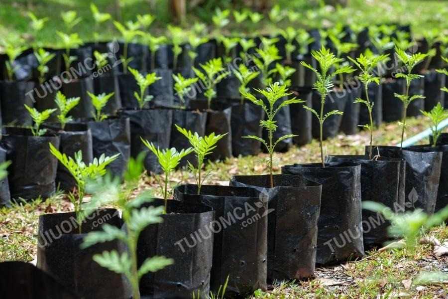 Túi ươm cây ăn quả sử dụng rộng rãi