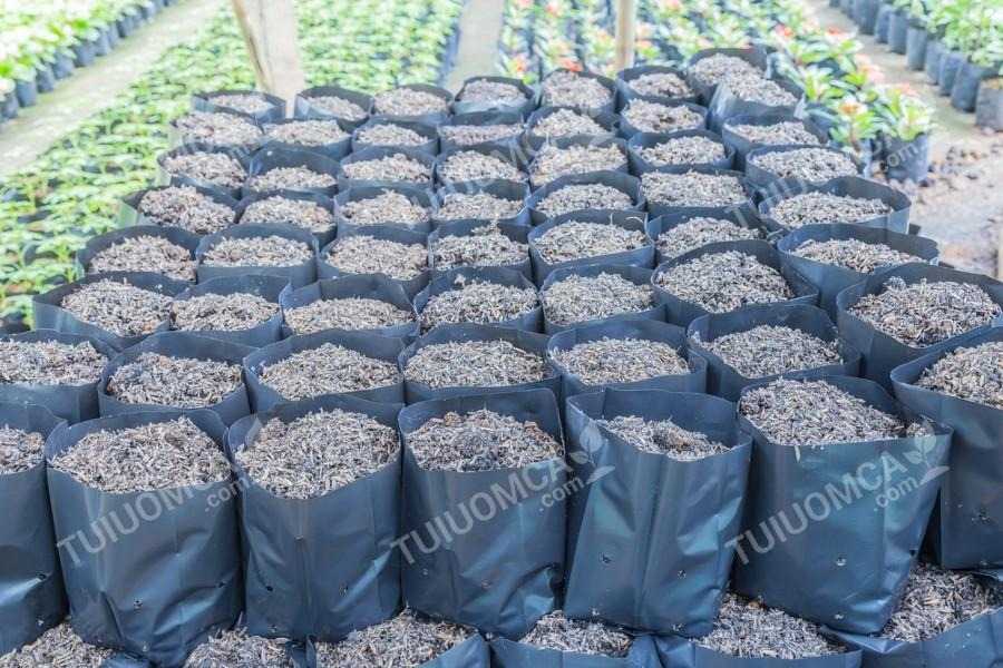 Túi ươm cây ăn quả tại các vườn ươm cây