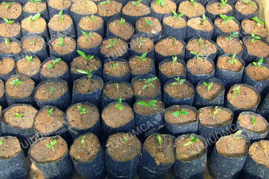 Túi ươm cây hoa quả được trồng nhiều ở các vườn ươm cây